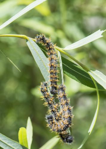 Réf. 230 750 : Nymphalis polychloros